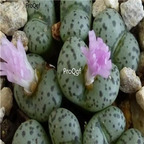25usd Ngryise 50pcs seed  Conophytum obcordellum spectabile