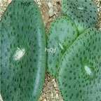25usd Ngryise 50pcs seed  Conophytum obcordellum ssp ceresianum