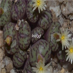 25usd Ngryise 50pcs seed Conophytum obcordellum ssp rolfii