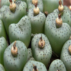 25usd Ngryise 50pcs seed  Conophytum obcordellum ssp stenandrum