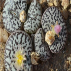 25usd Ngryise 50pcs seed  Conophytum obcordellum ursprungianum
