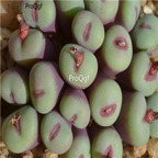 25usd Ngryise 50pcs seed Conophytum pageae with red fissure seed