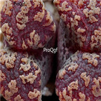 25usd Ngryise 50pcs seed  Conophytum pellucidum dark red