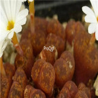 25usd Ngryise 50pcs seed Conophytum pellucidum ssp cupreatum