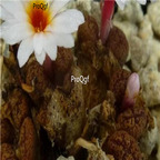 25usd Ngryise 50pcs seed Conophytum pellucidum ssp lilianum