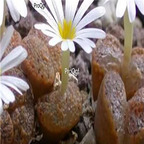 25usd Ngryise 50pcs seed  Conophytum pellucidum ssp pardicolor