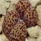 25usd Ngryise 50pcs seed Conophytum pellucidum v neohallii