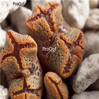 25usd Ngryise 50pcs seed  Conophytum pellucidum v terricolor