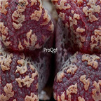 25usd Ngryise 50pcs seed Conophytum pellucidum seed