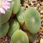25usd Ngryise 50pcs seed Conophytum phoeniceum