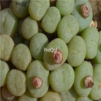 25usd Ngryise 50pcs seed  Conophytum piluliforme