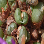 25usd Ngryise 50pcs seed  Conophytum pium