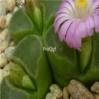 25usd Ngryise 50pcs seed  Conophytum pubescens