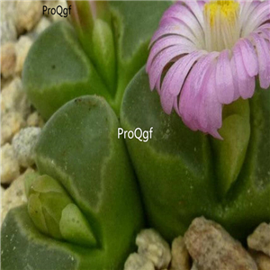 25usd Ngryise 50pcs seed  Conophytum pubescens