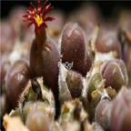 25usd Ngryise 50pcs seed Conophytum pubicalyx