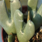 25usd Ngryise 50pcs seed  Conophytum quaesitum v. rostratum