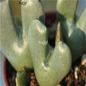 25usd Ngryise 50pcs seed  Conophytum quaesitum v. rostratum
