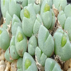 25usd Ngryise 50pcs seed  Conophytum quaesitum