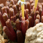 25usd Ngryise 50pcs seed  Conophytum reconditum