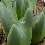 25usd Ngryise 50pcs seed  Conophytum regale