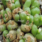 25usd Ngryise 50pcs seed  Conophytum roodiae ssp corrugatum