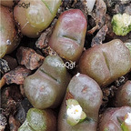 25usd Ngryise 50pcs seed Conophytum roodiae