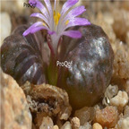 25usd Ngryise 50pcs seed  Conophytum rugosum