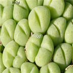 25usd Ngryise 50pcs seed Conophytum saxetanum