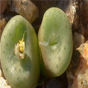 25usd Ngryise 50pcs seed Conophytum smaleorum