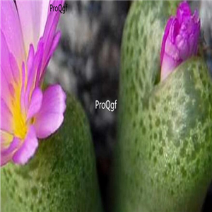25usd Ngryise 50pcs seed Conophytum smorenskaduense