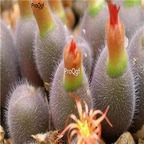 25usd Ngryise 50pcs seed Conophytum stephanii ssp helmutii