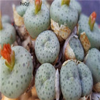 25usd Ngryise 50pcs seed Conophytum stevens-jonesianum