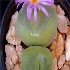 25usd Ngryise 50pcs seed Conophytum subfenestratum
