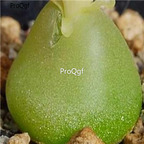 25usd Ngryise 50pcs seed Conophytum subterraneum