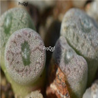 25usd Ngryise 50pcs seed Conophytum swanepoelianum ssp rubrolineatum