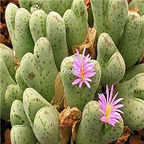 25usd Ngryise 50pcs seed Conophytum tantillum Red-lipped