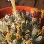 25usd Ngryise 50pcs seed Conophytum tantillum ssp heleniae