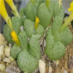 25usd Ngryise 50pcs seed Conophytum tantillum ssp. inexpectatum