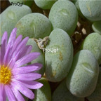 25usd Ngryise 50pcs seed Conophytum taylorianum ssp ernianum