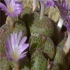 25usd Ngryise 50pcs seed Conophytum taylorianum