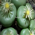 25usd Ngryise 50pcs seed Conophytum truncatum dumpling