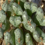 25usd Ngryise 50pcs seed Conophytum turrigerum