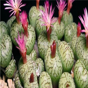 25usd Ngryise 50pcs seed Conophytum uviforme ssp decoratum