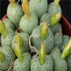 25usd Ngryise 50pcs seed Conophytum uviforme