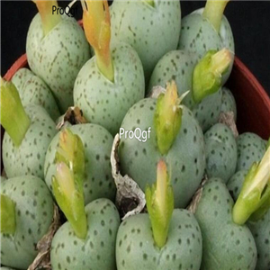 25usd Ngryise 50pcs seed Conophytum uviforme