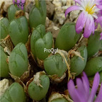 25usd Ngryise 50pcs seed Conophytum violaciflorum