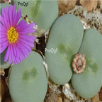25usd Ngryise 50pcs seed Conophytum wettsteinii
