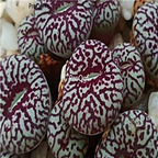 25usd Ngryise 50pcs seed Conophytum wittebergense