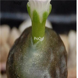 25usd Ngryise 50pcs seed Conophytum youngii seed