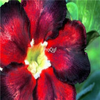 18usd Ngryise 3Pcs A Set Plant Adenium obesum Black Fire Red Black edges